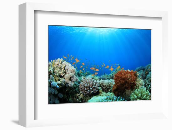 Coral Reef and Tropical Fish in Sunlight-Rich Carey-Framed Photographic Print