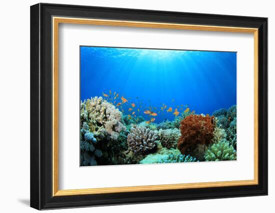 Coral Reef and Tropical Fish in Sunlight-Rich Carey-Framed Photographic Print