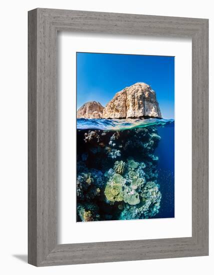 coral reef below the cliffs of shark observatory, egypt-alex mustard-Framed Photographic Print