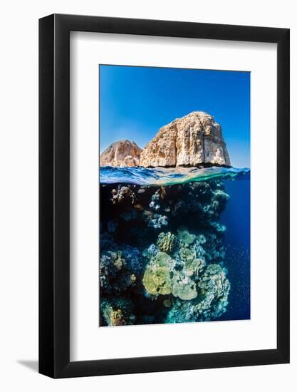 coral reef below the cliffs of shark observatory, egypt-alex mustard-Framed Photographic Print