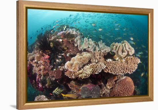 Coral Reef Community-Matthew Oldfield-Framed Premier Image Canvas