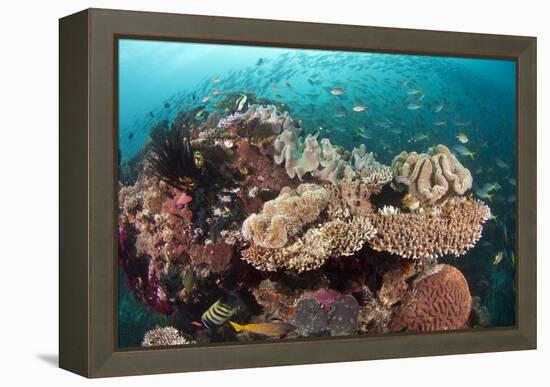 Coral Reef Community-Matthew Oldfield-Framed Premier Image Canvas