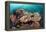 Coral Reef Community-Matthew Oldfield-Framed Premier Image Canvas