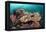 Coral Reef Community-Matthew Oldfield-Framed Premier Image Canvas