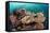 Coral Reef Community-Matthew Oldfield-Framed Premier Image Canvas