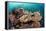 Coral Reef Community-Matthew Oldfield-Framed Premier Image Canvas