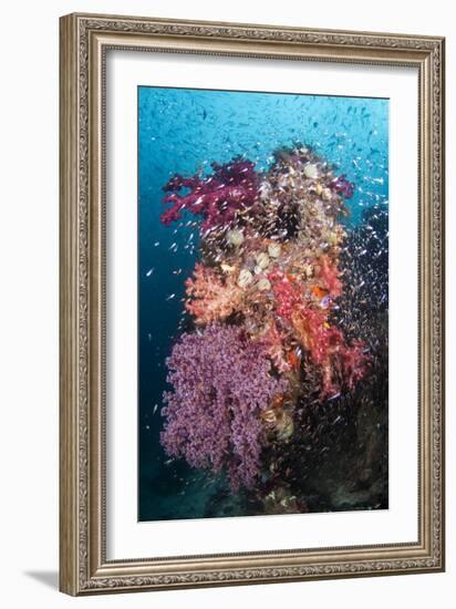 Coral Reef Community-Matthew Oldfield-Framed Photographic Print