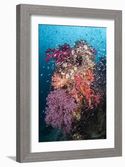 Coral Reef Community-Matthew Oldfield-Framed Photographic Print