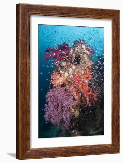 Coral Reef Community-Matthew Oldfield-Framed Photographic Print