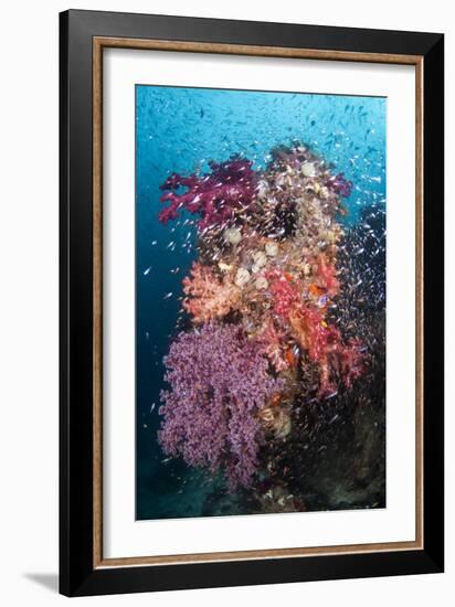 Coral Reef Community-Matthew Oldfield-Framed Photographic Print