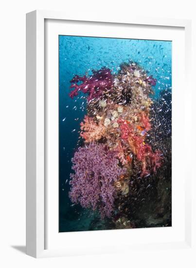 Coral Reef Community-Matthew Oldfield-Framed Photographic Print