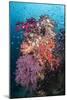 Coral Reef Community-Matthew Oldfield-Mounted Photographic Print