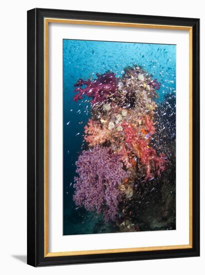 Coral Reef Community-Matthew Oldfield-Framed Photographic Print