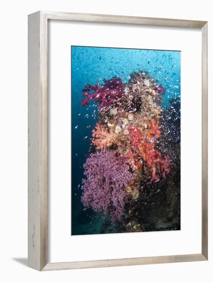 Coral Reef Community-Matthew Oldfield-Framed Photographic Print