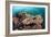 Coral Reef Community-Matthew Oldfield-Framed Photographic Print