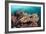 Coral Reef Community-Matthew Oldfield-Framed Photographic Print