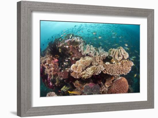 Coral Reef Community-Matthew Oldfield-Framed Photographic Print