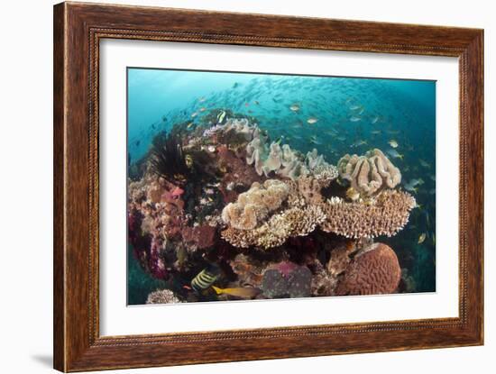 Coral Reef Community-Matthew Oldfield-Framed Photographic Print