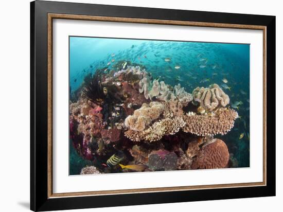 Coral Reef Community-Matthew Oldfield-Framed Photographic Print