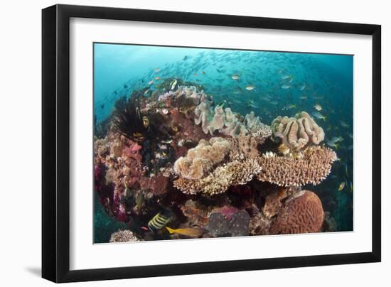 Coral Reef Community-Matthew Oldfield-Framed Photographic Print