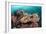 Coral Reef Community-Matthew Oldfield-Framed Photographic Print