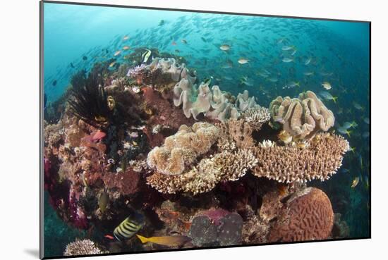 Coral Reef Community-Matthew Oldfield-Mounted Photographic Print