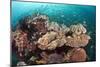 Coral Reef Community-Matthew Oldfield-Mounted Photographic Print