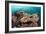 Coral Reef Community-Matthew Oldfield-Framed Photographic Print