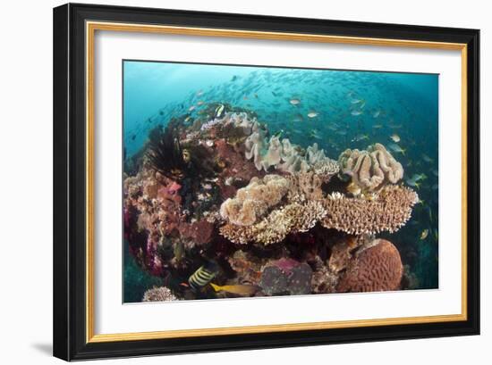 Coral Reef Community-Matthew Oldfield-Framed Photographic Print