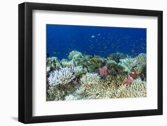 Coral Reef Diversity, Fiji-Pete Oxford-Framed Photographic Print