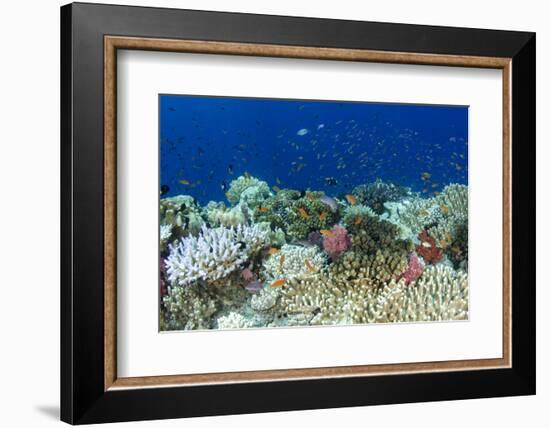 Coral Reef Diversity, Fiji-Pete Oxford-Framed Photographic Print