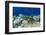 Coral Reef Diversity, Fiji-Pete Oxford-Framed Photographic Print