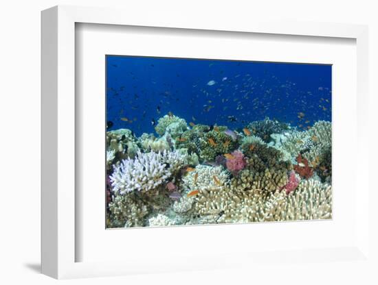 Coral Reef Diversity, Fiji-Pete Oxford-Framed Photographic Print