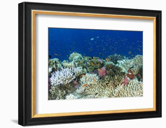 Coral Reef Diversity, Fiji-Pete Oxford-Framed Photographic Print