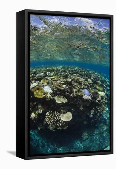 Coral Reef Diversity, Fiji-Pete Oxford-Framed Premier Image Canvas