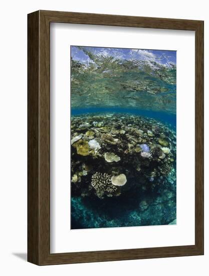 Coral Reef Diversity, Fiji-Pete Oxford-Framed Photographic Print