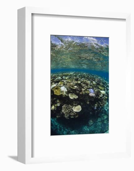 Coral Reef Diversity, Fiji-Pete Oxford-Framed Photographic Print