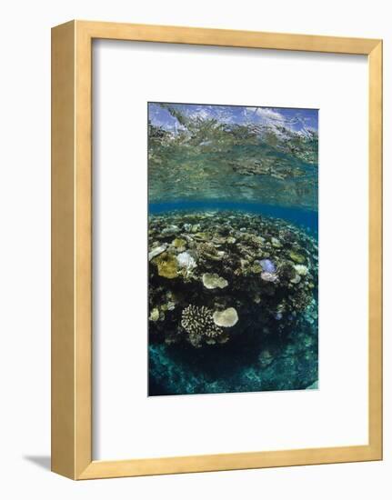 Coral Reef Diversity, Fiji-Pete Oxford-Framed Photographic Print