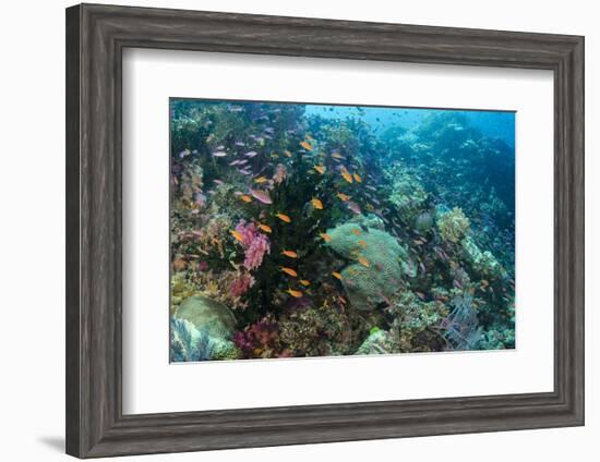 Coral Reef Diversity, Fiji-Pete Oxford-Framed Premium Photographic Print