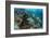 Coral Reef Diversity, Fiji-Pete Oxford-Framed Premium Photographic Print