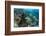 Coral Reef Diversity, Fiji-Pete Oxford-Framed Premium Photographic Print