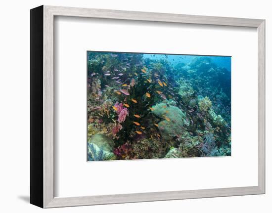 Coral Reef Diversity, Fiji-Pete Oxford-Framed Premium Photographic Print