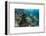 Coral Reef Diversity, Fiji-Pete Oxford-Framed Premium Photographic Print