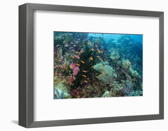 Coral Reef Diversity, Fiji-Pete Oxford-Framed Premium Photographic Print