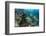 Coral Reef Diversity, Fiji-Pete Oxford-Framed Premium Photographic Print