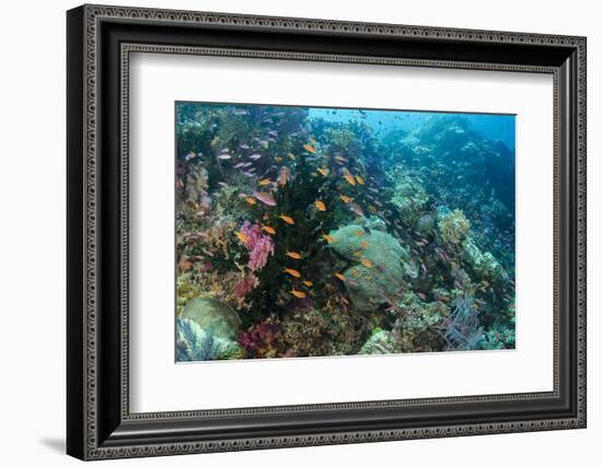 Coral Reef Diversity, Fiji-Pete Oxford-Framed Premium Photographic Print