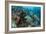 Coral Reef Diversity, Fiji-Pete Oxford-Framed Photographic Print