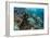 Coral Reef Diversity, Fiji-Pete Oxford-Framed Photographic Print