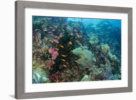 Coral Reef Diversity, Fiji-Pete Oxford-Framed Photographic Print