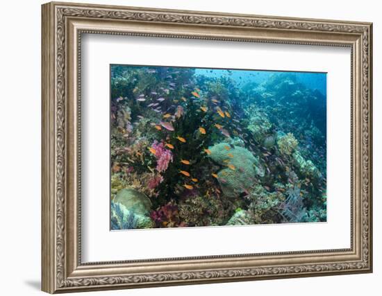 Coral Reef Diversity, Fiji-Pete Oxford-Framed Photographic Print